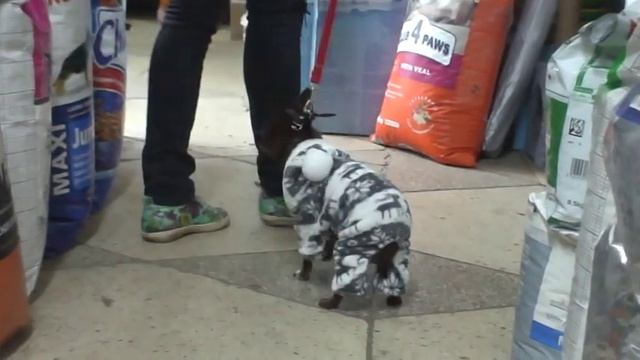 мягенький ХАЛАТИК для мелких пород собак смотреть онлайн