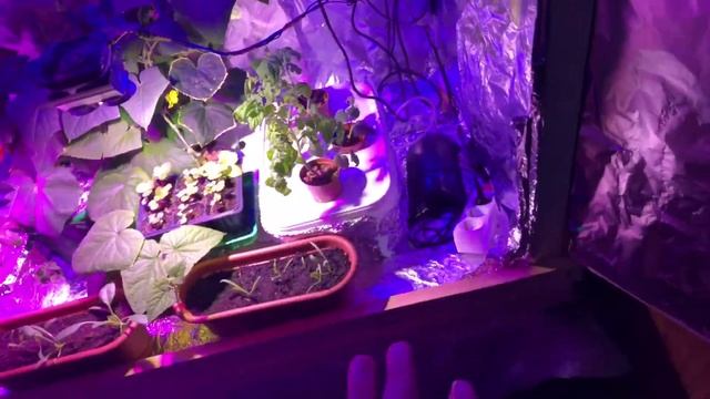 Гидропоника или Земля? что лучше для Дома смотреть онлайн