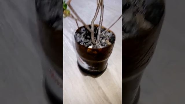 Второй этап по сохранению саженцев до посадки в открытый грунт, черноплодная рябина спустя 1 неделю смотреть онлайн