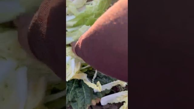 Пекинская капуста смотреть онлайн