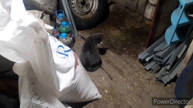 Вольер для кур своими руками из чего попало . Остался последний котёнок. смотреть онлайн