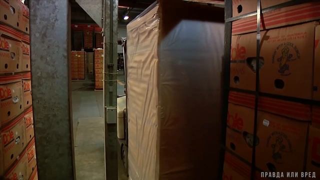 БАНАНЫ ЧТО ЭТО, ГАЗАЦИЯ? Как выращивают и собирают? Польза или вред? смотреть онлайн