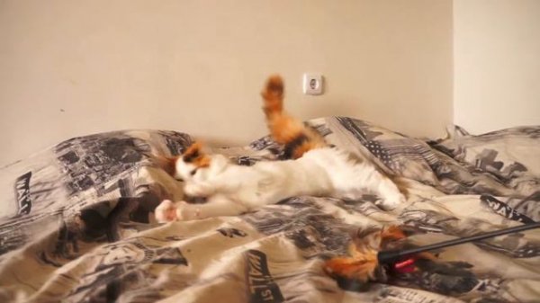 Buycatme Lavina, котенок мейн-кун Воронеж, питомник