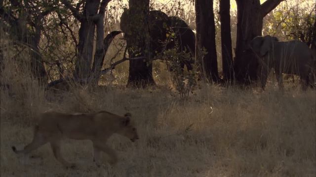 The Apex Predators Fighting To Feed Their 21 Lion Family  Pride In Battle  Full Documentary