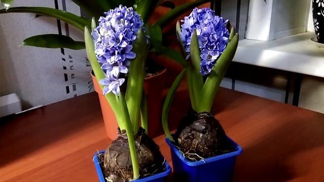 Гиацинт уход до и после цветения смотреть онлайн