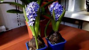 Гиацинт уход до и после цветения