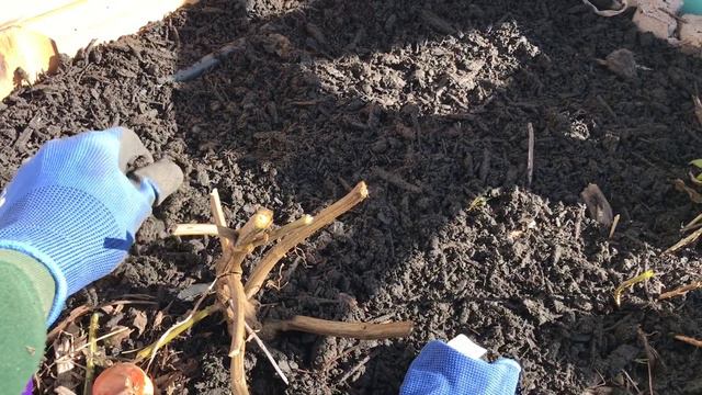 BULB PLANTING IN THE GARDEN. BULB PLANTING. MORE BULB PLANTING IDEAS  My LATE BULB PLANTING PROJECT