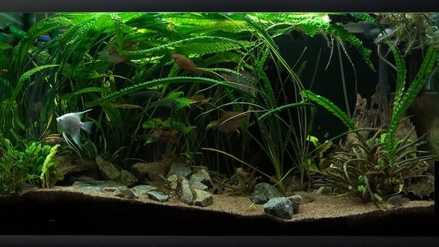 275 liter community aquarium 18/7 2014. New camcorder, Sony HDR-GW55. смотреть онлайн