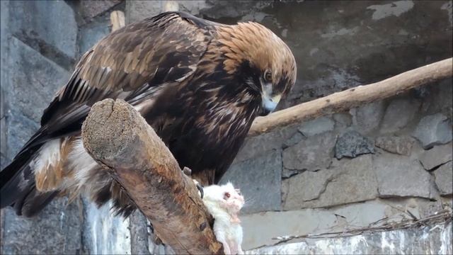 Беркут ест мышь в Московском зоопарке 莫斯科動物園 Moscow Zoo смотреть онлайн