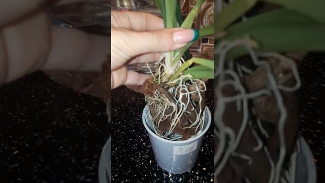 Орхидеи ховеара 700₽ . Орхидеи Татьяна дондуковская страница в одноклассниках смотреть онлайн