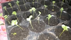 НЕУДАЧНЫЙ ОПЫТ ПОСАДКИ РЕДИСА ДОМА