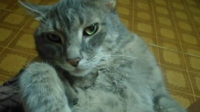 Кот под кайфом=) смотреть онлайн