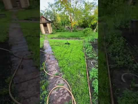 Чтобы меньше «пахать» на даче, сейте газоны. Shorts. смотреть онлайн