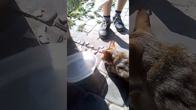 СПАСЕНИЕ КОШКИ!!! ПОЖАЛУЙСЬА ЛЮБИТЕ ДВОРОВЫХ КОТОВ НЕ БЕЙТЕ ИХ НЕ ДЕРГАЙТЕ ЗА ХВОСТ смотреть онлайн