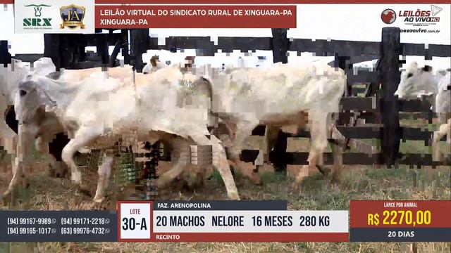 Leilão Virtual Sindicato Rural de Xinguara смотреть онлайн