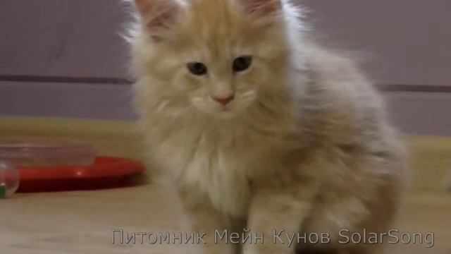 Мейн Кун Лидер, красное серебро, 2 месяца (4.10.15) смотреть онлайн