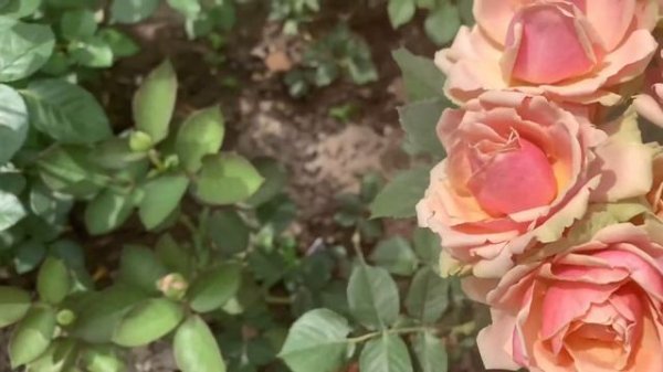 Роза Эден Романтика ( Rose Eden Romantika ) Элитная роза 24.06.2021г. г. Киев