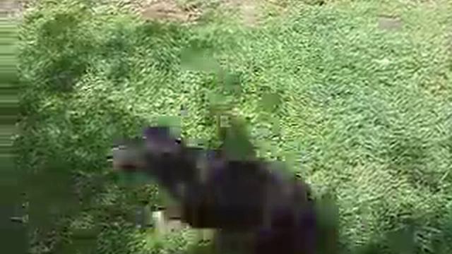 dog vs alien смотреть онлайн