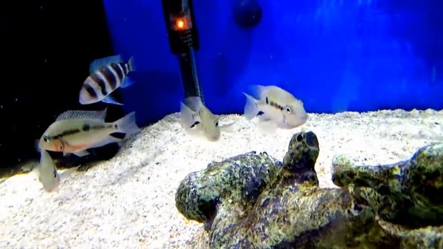 Аквариумная рыба -Цихлазома Меека ( Красногорлая), Цихлиды Малави смотреть онлайн