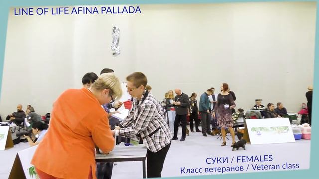 XXI НАЦИОНАЛЬНАЯ ВЫСТАВКА НКП «ТАКСА» «ТАКС-ПАРАД 2017» смотреть онлайн