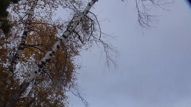 Вылазка на рыбалку. г. Губкинский, река Пяку-Пур. Ловим Язя. Красоты ЯМАЛа. смотреть онлайн