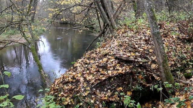 Природа Беларуси. Река Ислочь осенью смотреть онлайн