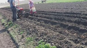 посадка картошки  мотоблоком