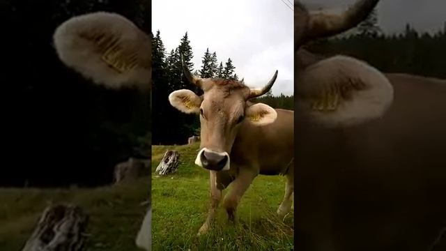 Swiss Cow Says Hi _ швейцарская корова знакомится смотреть онлайн