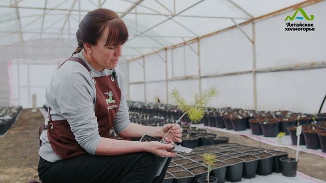 СОСНА ГОРНАЯ ГОЛД ГЛОУ ПРИВИВКА ВЕСНОЙ | СОСНА ГОРНАЯ смотреть онлайн