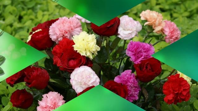 С_Днем_Рождения_Музыкальная_открытка_Трогательное_поздравление.mp4 смотреть онлайн