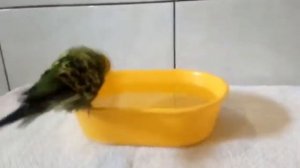 Как правильно купать волнистого попугая