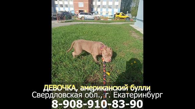 ДОМА! ДЕВОЧКА, Американский булли, Свердловская обл., г. Екатеринбург смотреть онлайн
