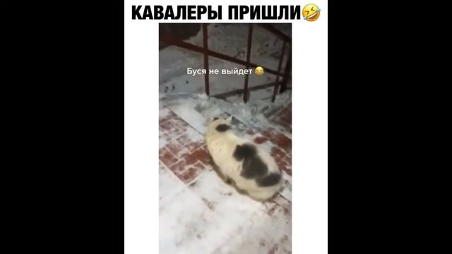 Эту страну не победить! Русские приколы! 2020 #22 смотреть онлайн