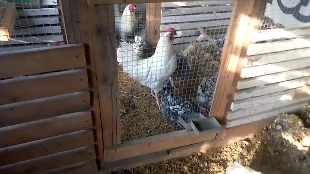 Отчёт по яйценоскости кур за январь. Считаем расходы, доходы вместе . смотреть онлайн