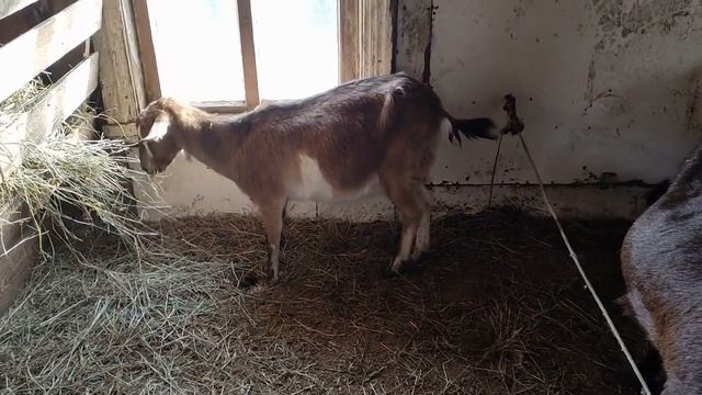 Нужно ли кастрировать козлят, козла смотреть онлайн