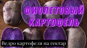 Посадка картофеля. Размножение картофеля. Ведро картофеля на гектар.