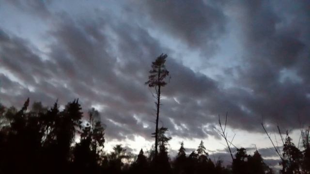 ЛО: одинокая сосна под нежно-свинцовым небом смотреть онлайн