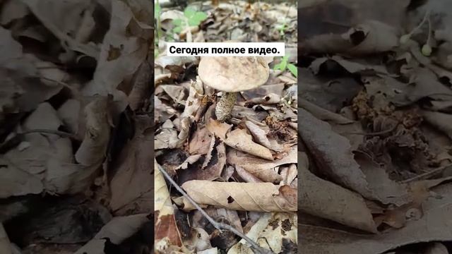 Нашли первые грибы этого сезона. Белый гриб, подосиновики,подберезовик. Грибалка #тихаяохота #грибы смотреть онлайн