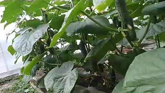 Огурец Муссон смотреть онлайн