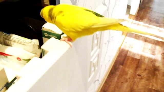 ВОЛНИСТЫЙ ПОПУГАЙ ОЧЕНЬ МИЛЫЙ ДОМАШНИЙ ПИТОМЕЦ! РУЧНОЙ ПОПУГАЙ! Parrot games #Сидимдома Самоизоляци смотреть онлайн