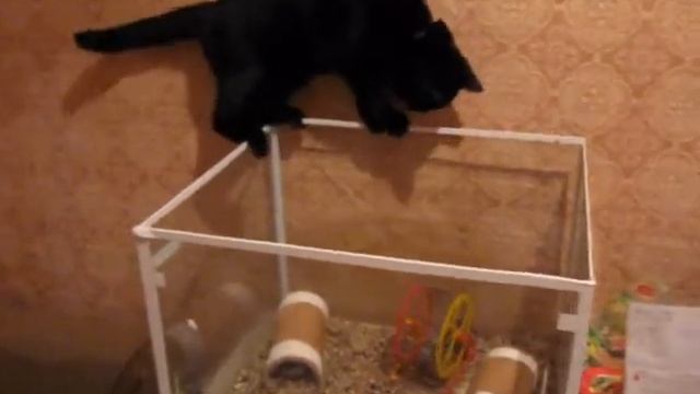 Кот подружился с хомяками