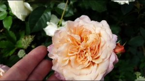 Розы японской селекции: обзор 8 сортов японских роз, сезон 2022