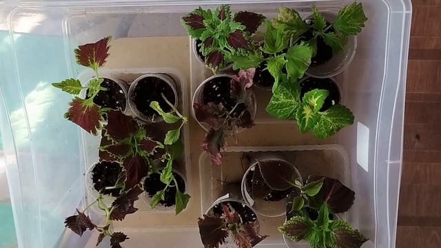 Новости нашего питомника за май 2023. Переезжаем в теплицы. Новые растения смотреть онлайн