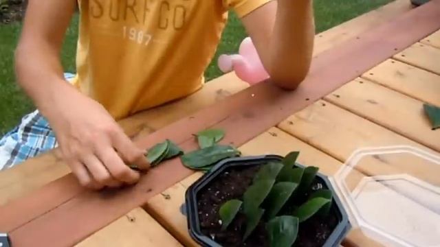 Propagating ZZ Plant (Zamioculcas Zamiifolia) - Leaf Cuttings смотреть онлайн