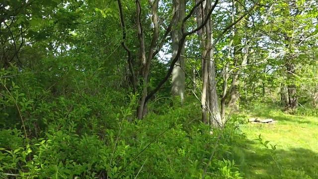 Hidden Honeysuckle Bush & Blue Bells,,, смотреть онлайн