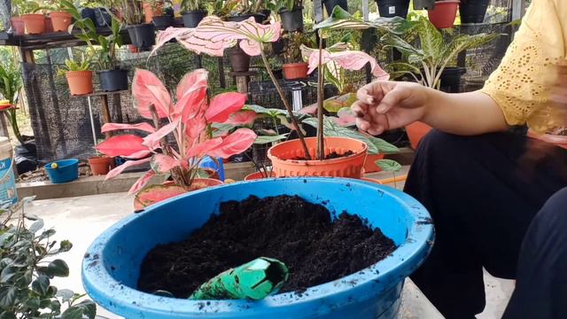 Thai beauty caladium propagation Care tips смотреть онлайн
