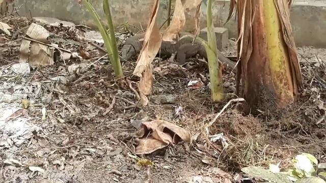 Monitor Lizard അഥവാ ''ഉടുമ്പ് '' | ഇത്ര വലുതിനെ നിങ്ങൾ കണ്ടിട്ടുണ്ടോ? - CV смотреть онлайн