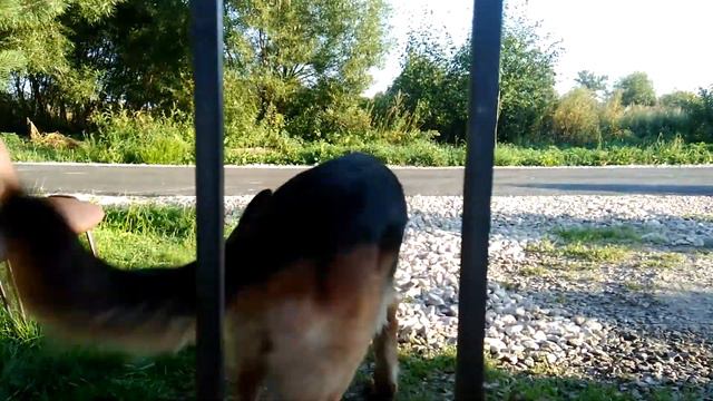 Бесстыжий беглец Арчи смотреть онлайн