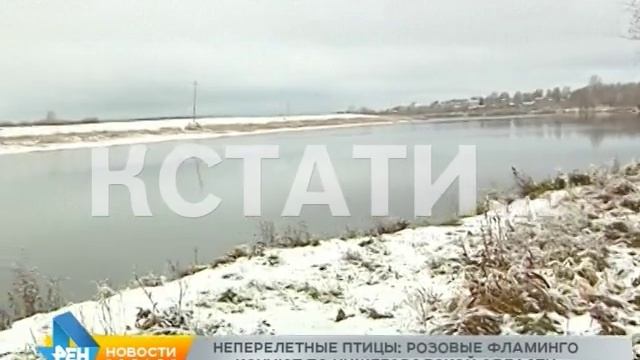 Кочующие фламинго - стая нашла новое место для дислокации смотреть онлайн