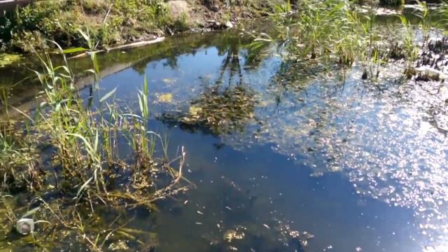 Анапа. Змеи в речке Анапка 30 июня 2017 г. смотреть онлайн